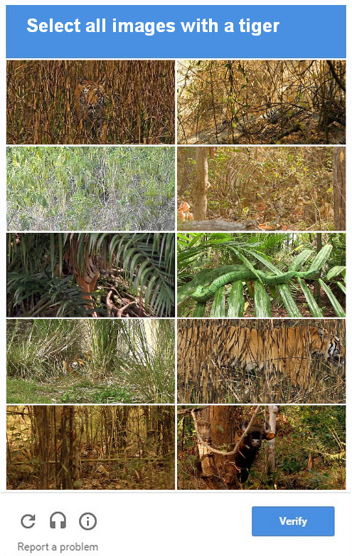 Tigers